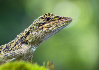 close up of a green lizard