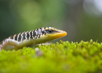 lizard on the grass