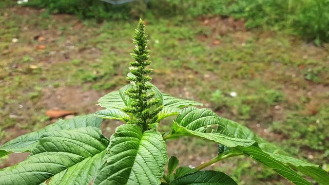 Green amaranth plant shows its vibrant leaves and budding flower spike growing naturally in a garden setting representing healthy growth and the beauty of simple botanical life.