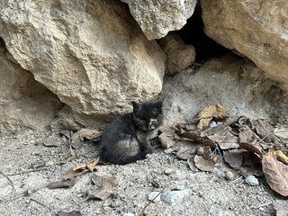 A kitten is outside near rocks in autumn