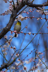 bird on a branch