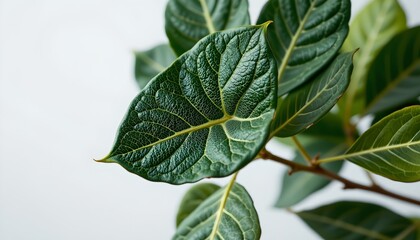 Obraz premium A close up view of a single, broad green leaf with a network of veins