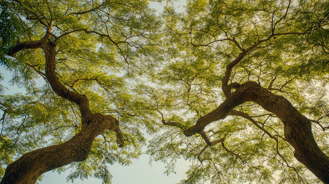 synchronized. Two tropical trees with intertwined branches sway gently in the breeze. safety posters, maintenance manuals, designed for industrial assembly lines and welding operations.
