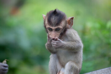 可愛いサル