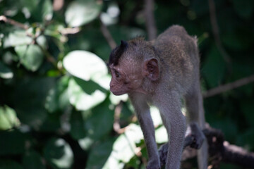 可愛いサル