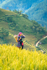 Obraz premium Aerial view of Hmong girl on golden rice terraces at Mu Cang Chai town, North of Vietnam. Beautiful terraced rice field in harvest season in Yen Bai province