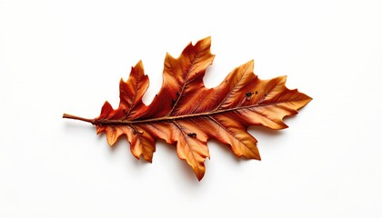 A single vibrant autumn leaf with its veins highlighted is superimposed over a plain white background, evoking the crispness of fall.