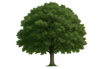 Green deciduous tree with full, green foliage and a sturdy trunk, standing alone, representing ecology, growth, and natural beauty