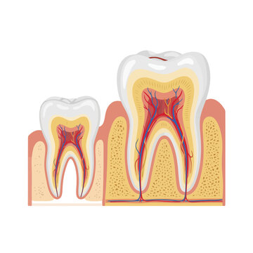 Detailed Cross-Section Anatomy of Developing and Mature Human Teeth in Gums and Bone