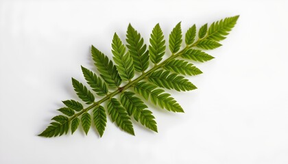 A branch with fern leaves, which are delicate and exhibit a soft green hue against a stark white background