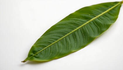 Obraz premium A single large green leaf with visible veins rests on a white surface.