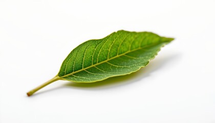 Obraz premium A single green leaf lying flat against a plain white background.