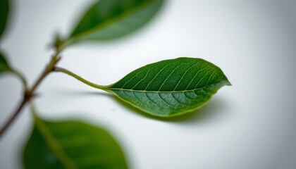 Obraz premium A close up of a leaf with a vein pattern against a blurred background, which is likely another leaf due to similar green hues.