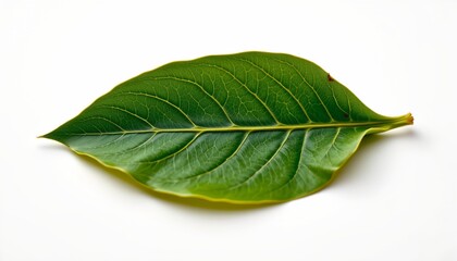 Obraz premium A single green leaf with visible veins, positioned against a neutral background that allows it to stand out.