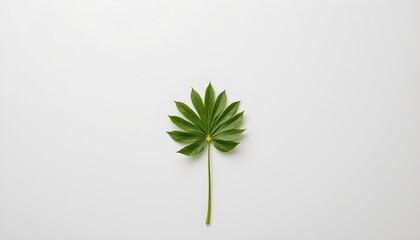 A single plant cutout with leaves placed against a contrasting white background, which provides a stark visual effect highlighting the shape and silhouette of the plant.