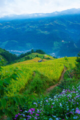 Aerial view of golden rice terraces in Kim Noi commune at Mu Cang Chai town near Sapa city, Vietnam. Beautiful terraced rice field in harvest season in Yen Bai province