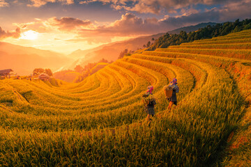 Aerial view of Hmong girls on golden rice terraces at Mu Cang Chai town near Sapa city, Vietnam....