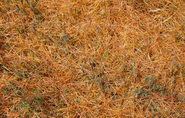Yellow grass creeping along the ground.