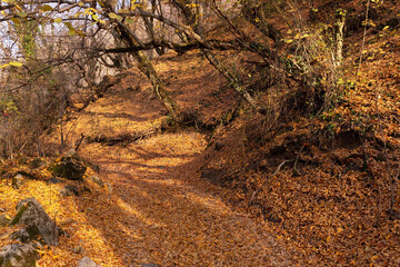 Yellow leaves on the ground in the forest.