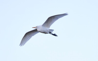 seagull in the sky