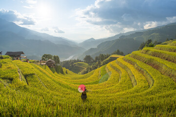Aerial view of Hmong girls on golden rice terraces at Mu Cang Chai town near Sapa city, Vietnam....