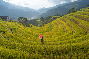 Aerial view of Hmong girls on golden rice terraces at Mu Cang Chai town near Sapa city, Vietnam....