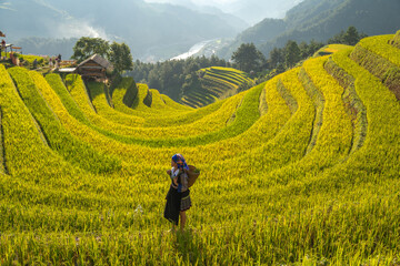 Aerial view of Hmong girls on golden rice terraces at Mu Cang Chai town near Sapa city, Vietnam....