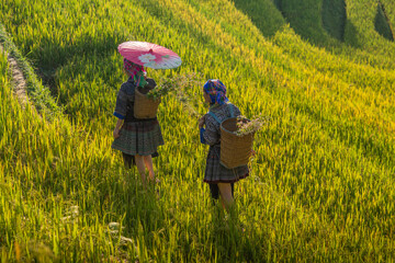 Aerial view of Hmong girls on golden rice terraces at Mu Cang Chai town near Sapa city, Vietnam....
