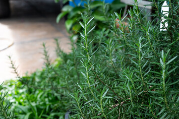 Rosemary plants growing in the garden. Rosemary is an evergreen plant of the mint family (Lamiaceae), the leaves of which are used to flavor foods.