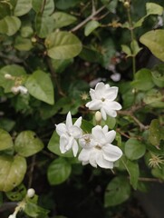 melati or jasmine