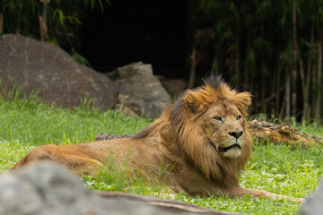 An adult male lion with thick cote of brown fur around its neck sitting.
