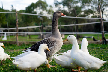 Goose and ducks foraging grass on a farm