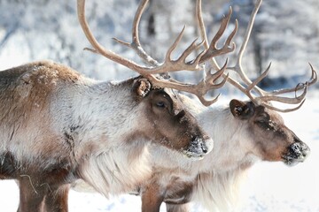 Reindeer Resting in the Arctic Landscape - 1