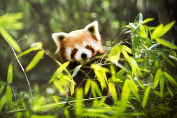 Western red panda (Ailurus fulgens fulgens) - 1