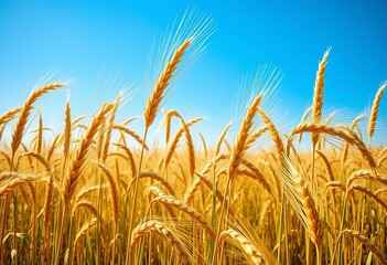 Obraz premium Golden wheat stalks sway gently in a summer breeze, under a clear blue sky, agriculture, grain