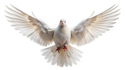 Obraz premium White Dove Hovering With Open Wings On White Background