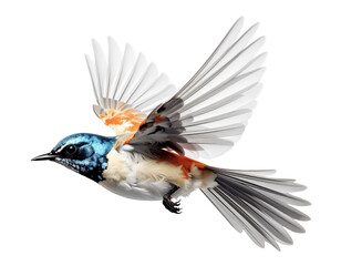 鳥 飛翔 翼 羽毛 青 オレンジ 白 生き物 動物 自然 美しい カラフル 鮮やか 動き 空中 瞬間 孤立 生態学 精密 イラスト