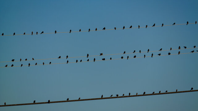 Silhouetted Birds on Utility Wires Against a Fading Sky - Powered by Adobe