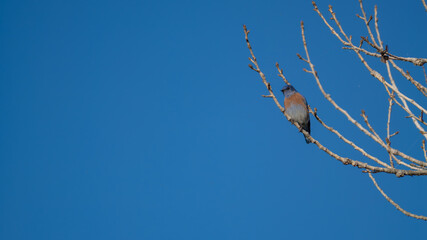 Western Bluebird on Bare Cottonwood Branch in Winter Sunlight