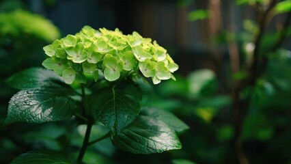 Green hydrangea bloom with a cluster of tiny petals atop glossy dark green leaves. Concept Green hydrangea bloom, tiny-petaled florets, glossy dark-green leaves, close-up floral detail