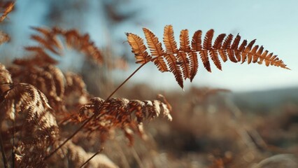 A dried brown fern frond in focus, with a blurred autumn landscape in the background. Concept Autumn close-up, Dried fern detail, Bokeh background, Nature macro, Fall colors