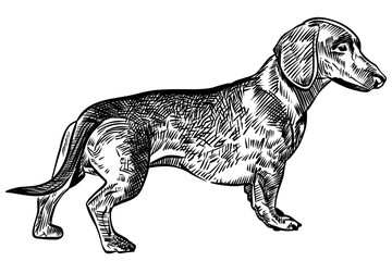 Dachshund dog standing in profile, rendered in a classic black and white woodcut or engraving style. Detailed vintage illustration of the popular breed (Sausage Dog).