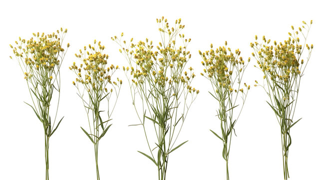 Five delicate yellow filler flower sprigs with green foliage isolated on transparent background