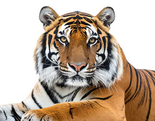 Obraz premium Tiger face close up isolated on white background, transparent PNG