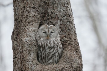 目を閉じたエゾフクロウ