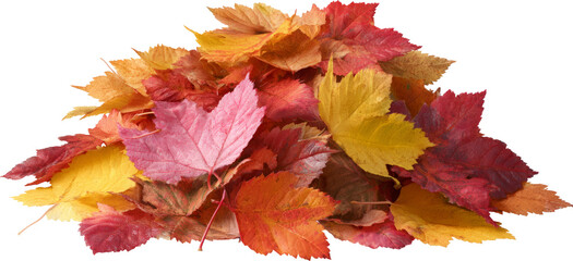 Fototapeta premium Vibrant autumn leaves in a colorful pile capture the essence of the changing season.