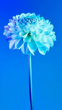 Un dahlia azul vibrante florece contra un fondo azul intenso, creando una imagen de belleza et&eacute;rea y contraste.