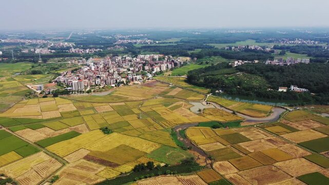 Aerial View of Autumn Harvest Fields in Zhangshan Village with Golden Agricultural Landscape