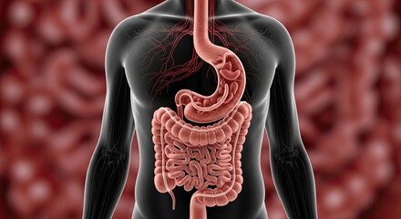 Human digestive system anatomy illustration with esophagus stomach small intestine large intestine rectum and anus showing organs for digestion and nutrient absorption