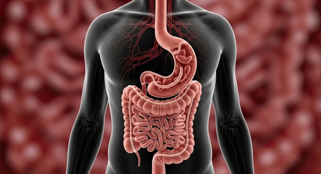 Human digestive system anatomy illustration with esophagus stomach small intestine large intestine rectum and anus showing organs for digestion and nutrient absorption